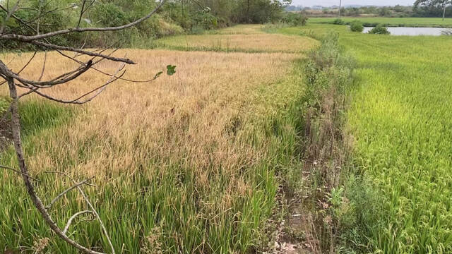 程昭元的稻田里，不少水稻已经枯黄绝收时代周报记者王晨婷摄
