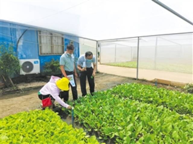 农技专家深入田间 传授叶菜种植技术