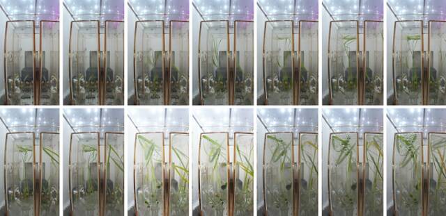 图片来源：中国科学院分子植物科学卓越创新中心