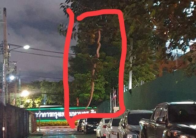 泰国首都曼谷街头一条巨大蟒蛇悬挂在树梢上