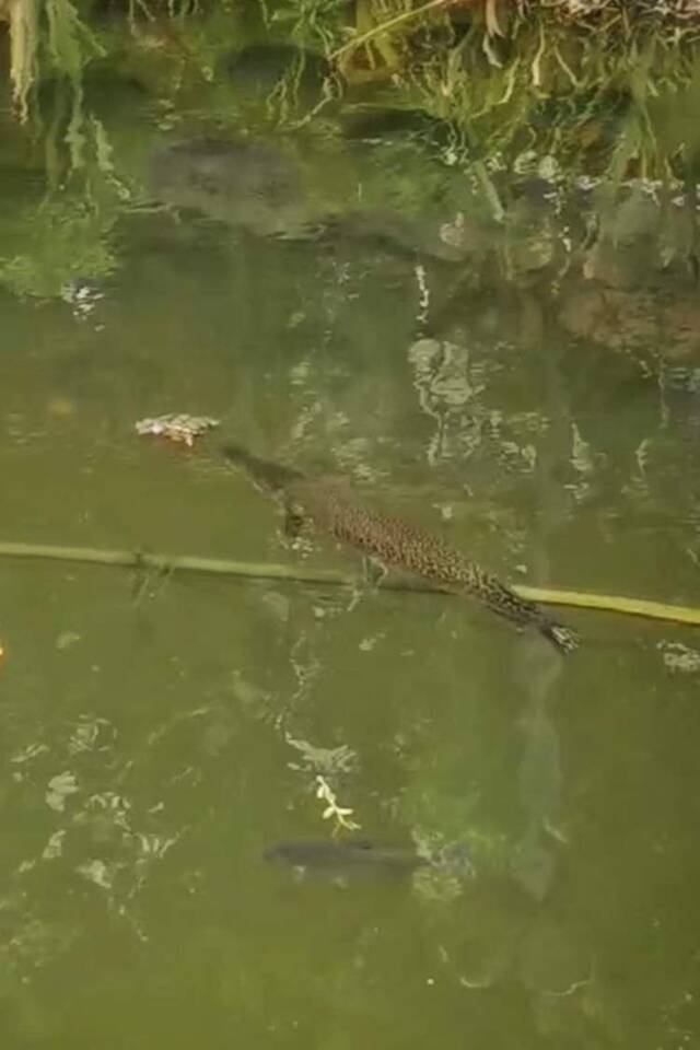 虹口一小区河里出现疑似鳄雀鳝，50厘米长！相关部门正在确认中