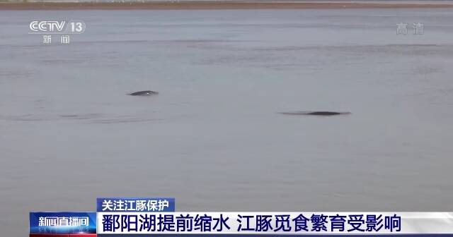 鄱阳湖严重缩水，给江豚带来哪些影响？