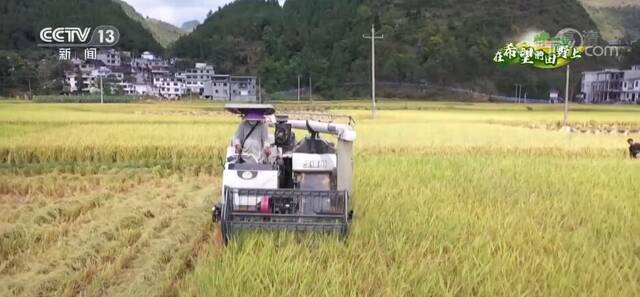在希望的田野上  贵州沿河19余万亩水稻进入收获期 机械化助力颗粒归仓