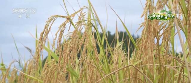 在希望的田野上  贵州沿河19余万亩水稻进入收获期 机械化助力颗粒归仓