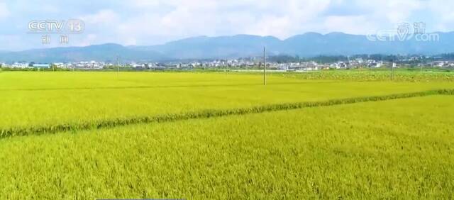 在希望的田野上  科技强力助农 秋粮生产有序推进