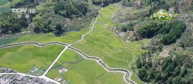 在希望的田野上  稻香扑鼻来 福建永泰高山稻谷完成抽穗