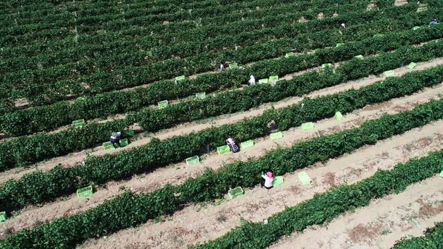 在银川市永宁县闽宁镇立兰酒庄酿酒葡萄种植基地，农户在田间采摘葡萄（2019年9月3日摄，无人机照片）。新华社记者王鹏摄