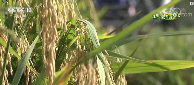 在希望的田野上  加快专用突破性新品种选育和示范推广