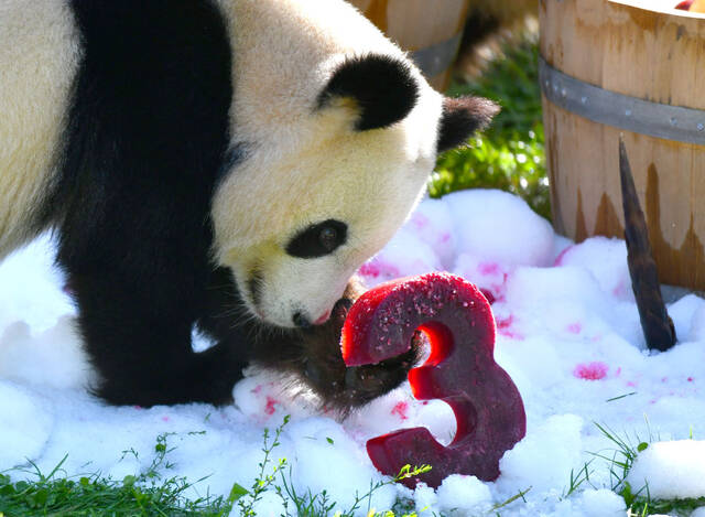 全球连线  在德国出生的大熊猫双胞胎迎来3岁生日