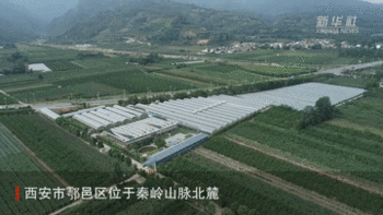 新华全媒+｜陕西鄠邑：高质量发展葡萄种植全产业链