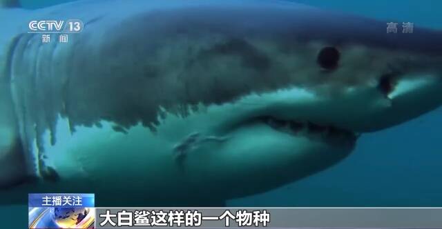 流量至上催生猎奇式吃播 多管齐下如何刹住“吃奇”之风？