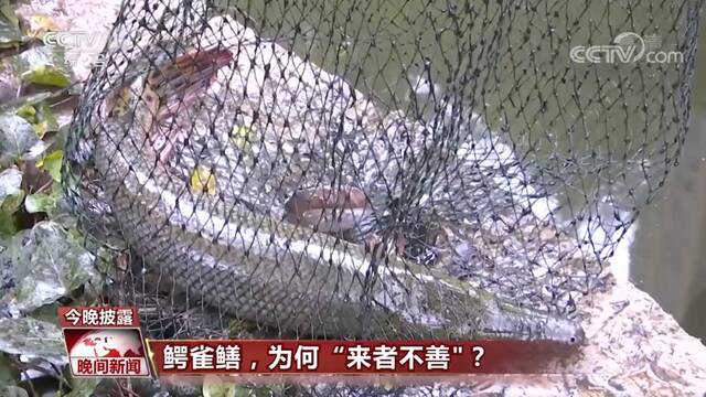 打捞到的鳄雀鳝图片来源：央视新闻截屏