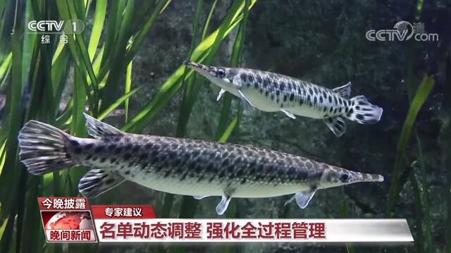 水族箱里饲养的鳄雀鳝图片来源：央视新闻截屏
