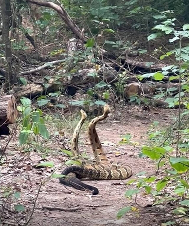 美国男子行山时撞见两条巨大的森林响尾蛇为求偶拦路打架