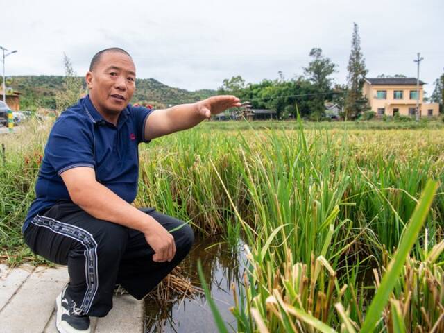 9月1日，在重庆市梁平区安胜镇，农技人员在查看再生稻的生长情况。新华社记者唐奕摄