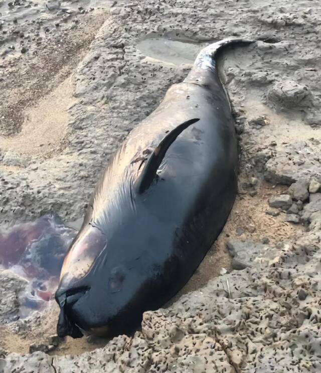 ▲一段网络视频显示，一头已经死亡的江豚躺在湖滩上，头部附近有一摊暗红色的液体疑似血渍，附近有多条死鱼。截图来自社交平台视频