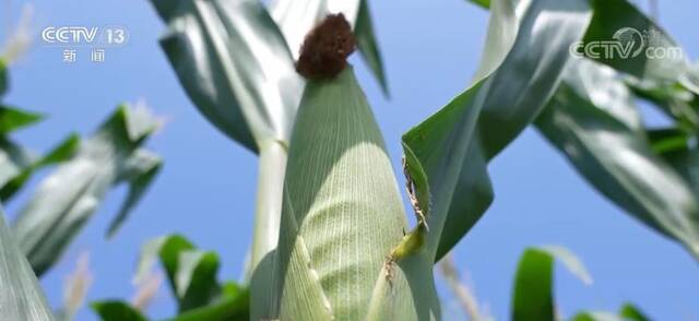 在希望的田野上  旱情影响有限 全国玉米长势普遍较好