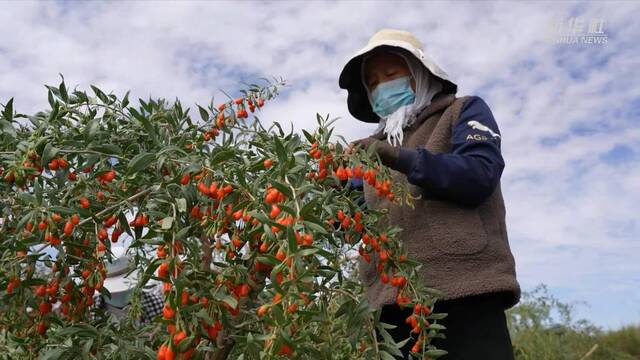 新华全媒+｜柴达木枸杞迎来丰收“黄金期”