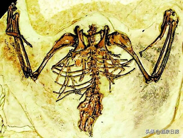 生活在距今约1.1亿年前的玉门甘肃鸟