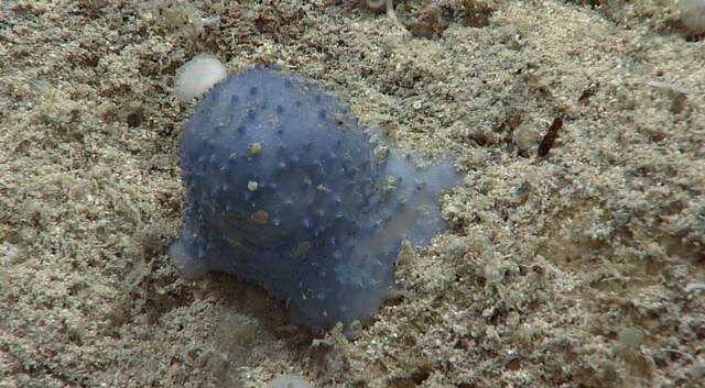 加勒比海深处发现的不明生物（美国国家海洋和大气管理局）