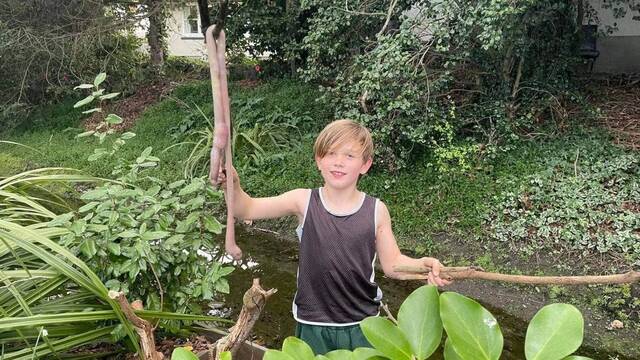 新西兰基督城9岁男孩在家附近河床发现1公尺长的巨无霸蚯蚓