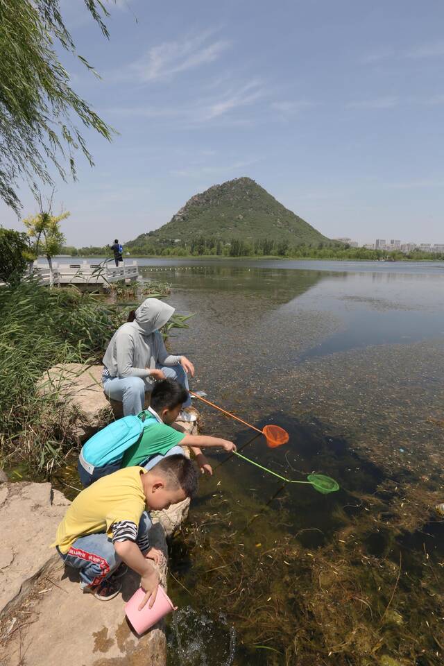 ▲5月22日，家长和小朋友在济南华山历史文化湿地公园捕鱼，而一旁的小朋友则把捕得鱼放生。图/ICphoto