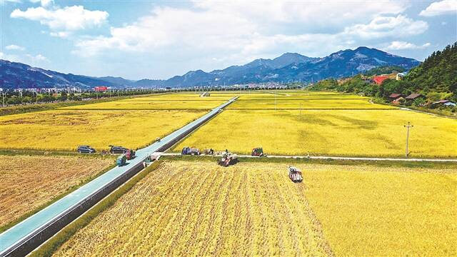 9月5日，农民驾驶收割机在贵州省榕江县古州镇车江大坝收割稻谷。