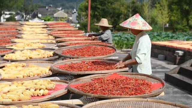 在千年古村感受丰收味道