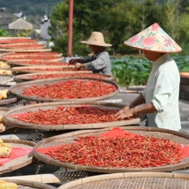 在千年古村感受丰收味道