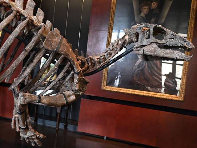 1.5亿年前完整禽龙化石将在巴黎拍卖