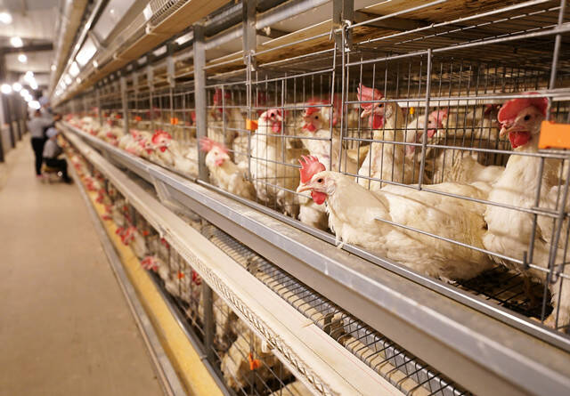 蛋鸡产业面临三大“卡脖子”难题，专家：最大威胁还是病毒