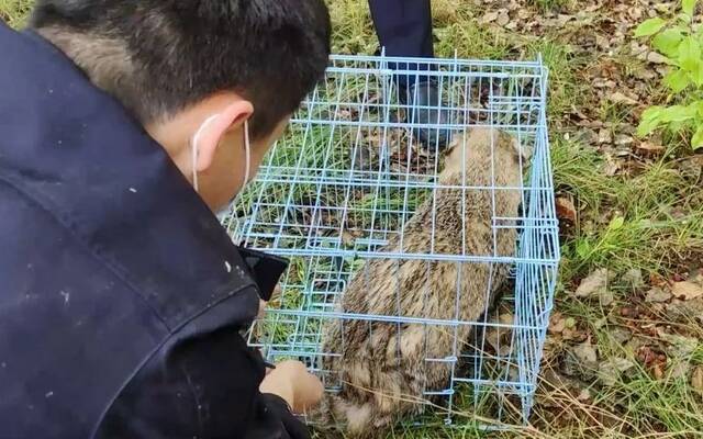 ▲4月26日，国家二级保护动物狗獾闯进某地法院，当地消防人员抓捕后将其放生。新京报资料图