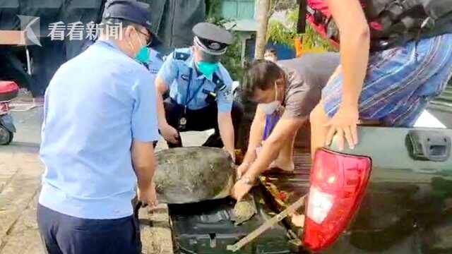 视频｜受伤绿海龟遇险 海岸警察联合救助