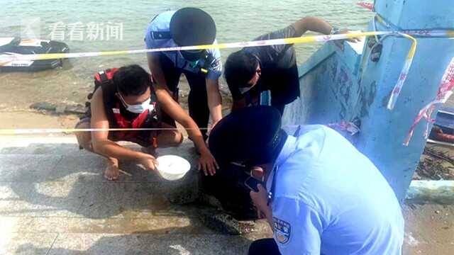 视频｜受伤绿海龟遇险 海岸警察联合救助