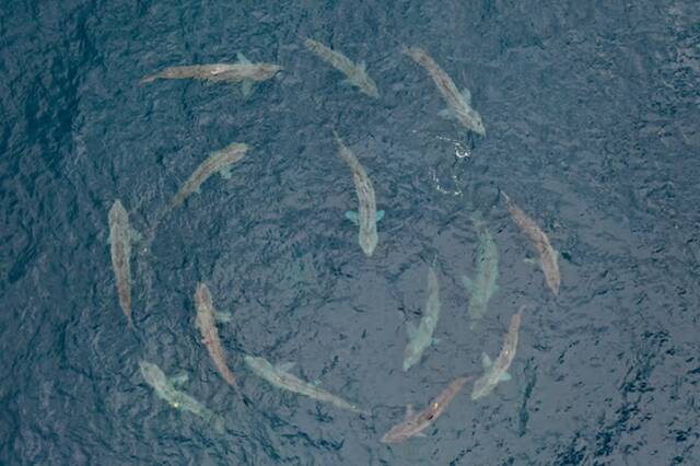 姥鲨通过“聚会”和相互环绕来寻找伴侣形成水下鲨鱼圈