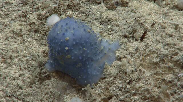 大西洋发现一种未知海洋生物的古怪标本“蓝色粘液”