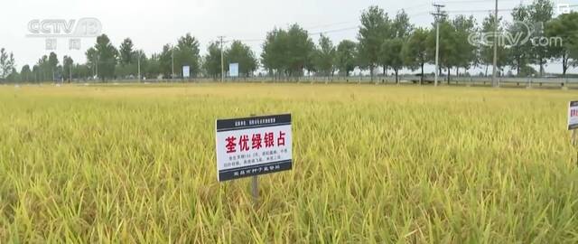 丰收时节  湖北当阳53万亩水稻开镰收割