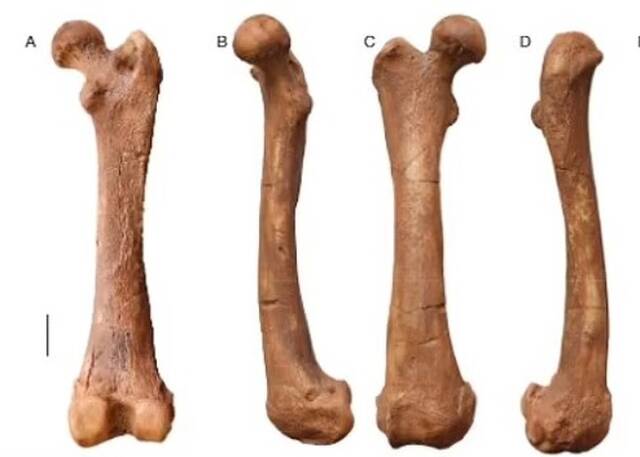 埃塞俄比亚发现250万年前身形如现代狮子般大且食量惊人的水濑化石