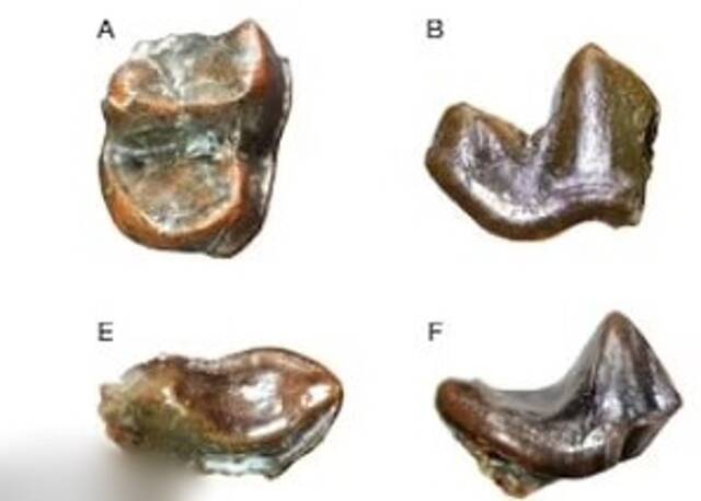 埃塞俄比亚发现250万年前身形如现代狮子般大且食量惊人的水濑化石