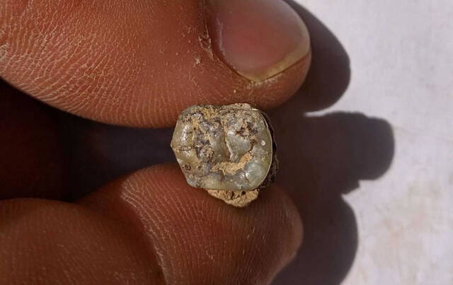 格鲁吉亚出土180万年前古人类牙齿化石是非洲以外最古老人类