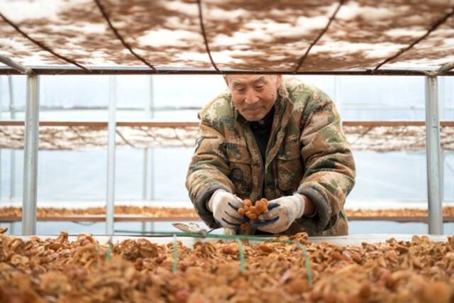 在黑龙江省绥化市明水县兴仁镇石人村的食用菌种植基地，建档立卡户林德山在晾滑子蘑，他在这里打工年收入在1万元以上（2020年10月11日摄）。新华社记者王建威摄