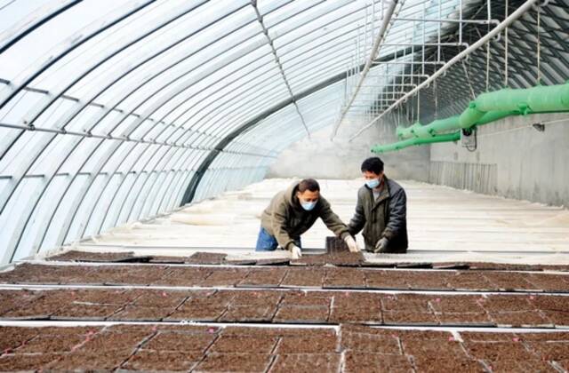 新疆农业科学院综合试验场加工番茄育种试验基地，技术工人在往苗床上摆放番茄穴盘。图/视觉中国