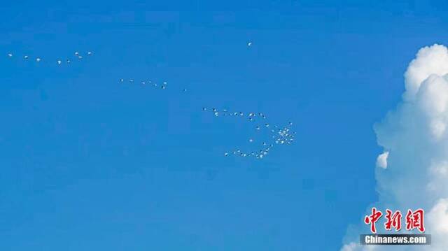资料图：图为一群白鹭在空中翩翩飞舞薛美丽摄