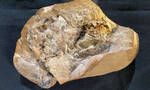 澳大利亚3.8亿年前泥盆纪鱼类化石中发现迄今为止最古老的心脏