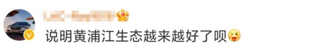 黄浦江边有鳄鱼晒太阳！是何品种、会不会伤人？专家判定