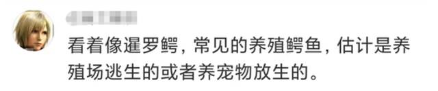 黄浦江边有鳄鱼晒太阳！是何品种、会不会伤人？专家判定