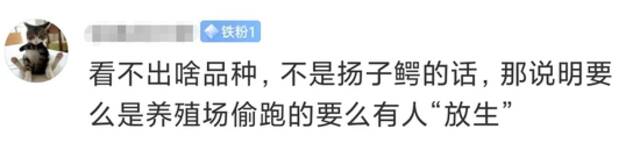 黄浦江边有鳄鱼晒太阳！是何品种、会不会伤人？专家判定