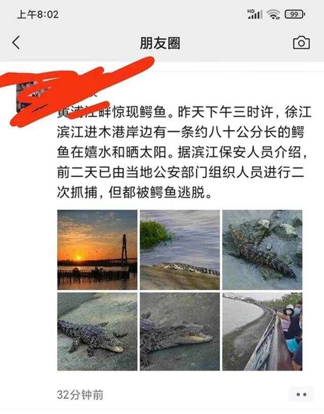 近日，上海黄浦江出现一条鳄鱼引发关注。图源：网络