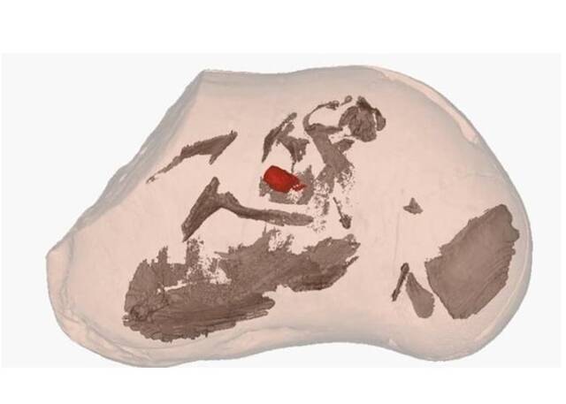澳大利亚发现迄今为止最古老的心脏化石属于3.81亿年前的盾皮鱼