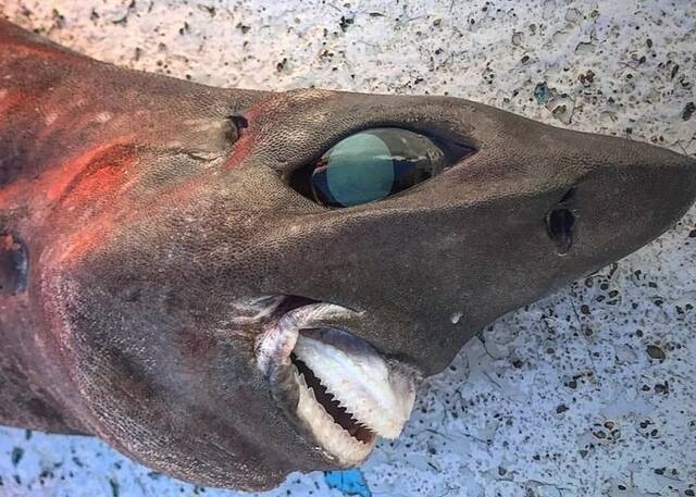 澳洲渔民捕获深海怪鲨鱼长相酷似外星异形